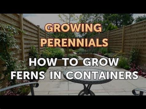 Great quality · large selection · superior customer service How to Grow Ferns in Containers - YouTube
