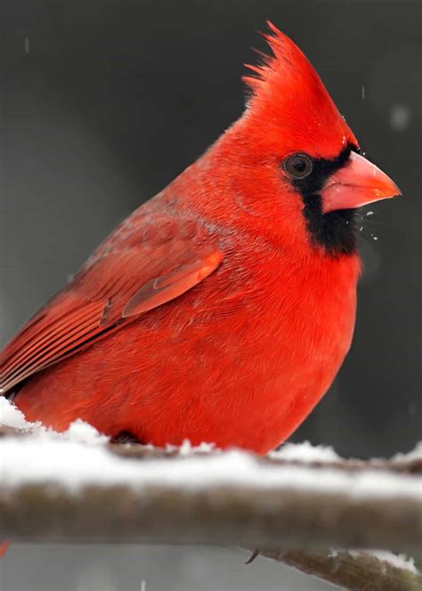 Best Bird Food For Cardinals Pretty Birds Beautiful Birds Animals