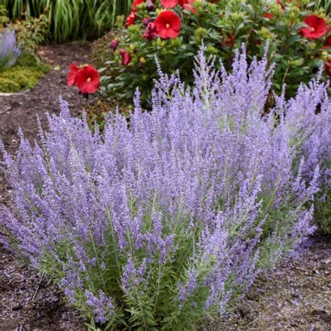 Russian Sage How To Plant And Care For Russian Sage Garden Design