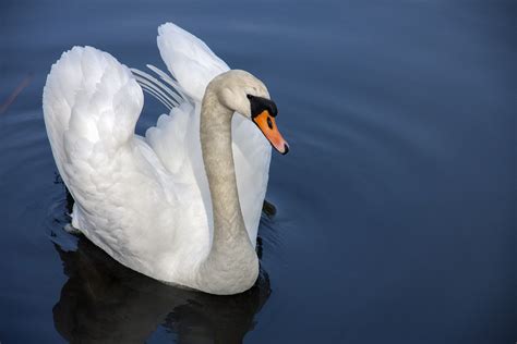 Free Images Nature Wing Reflection Beak Blue Fauna Swan