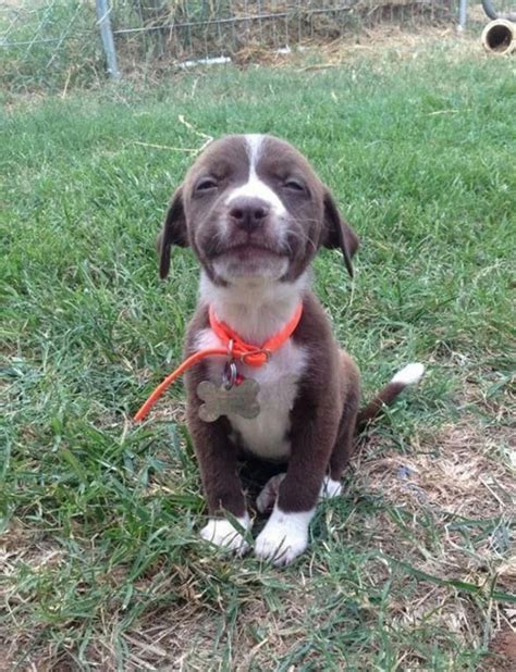 .of 10 adorable puppy videos that you can watch anytime, especially if you want to feel happy! 25 Adorable Smiling Dogs - Travels And Living