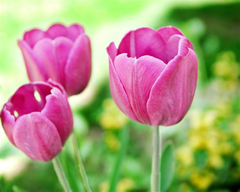 Free Purple And Pink Tulips Wallpaper Phone For Wallpaper Idea