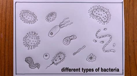 How To Draw Different Types Of Bacteriadifferent Types Of Bacteria