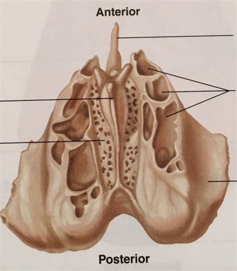 Ethmoid Bone Superior View Diagram Quizlet