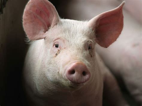 Gambar naik babi paling keren. Asal Mula Babi Jadi Konsumsi Dalam Adat Batak | Tagar