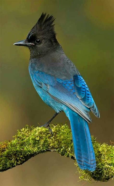 313 Best Birds Of Washington State Images On Pinterest Exotic Birds