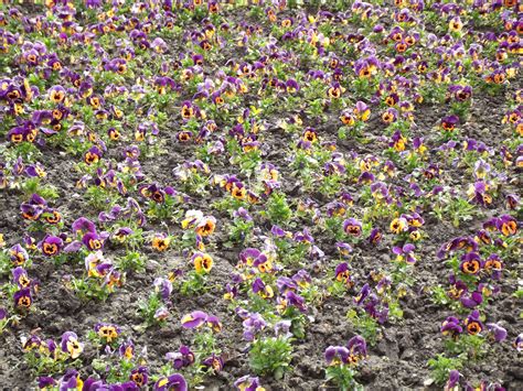 Bed Of Flowers Free Stock Photo - Public Domain Pictures