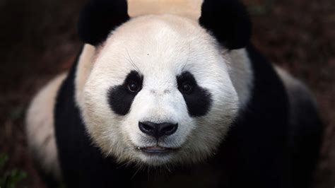 Download Panda Face Wallpaper Gallery