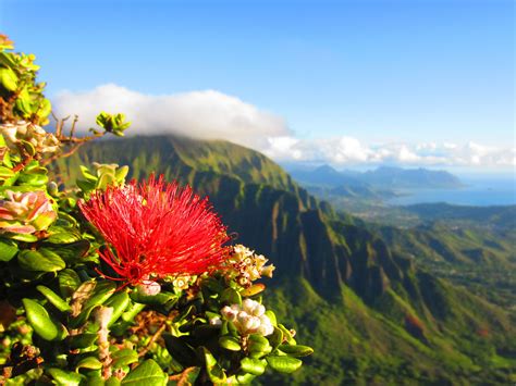 Did You Know Ohia Lehua Is The Official Flower Of The Island Of Hawaii