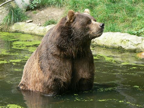 Filekodiak Bear Ursus Wikimedia Commons