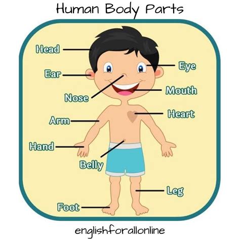 Human Body Partes Do Corpo Humano Corpo Humano Desenho Ingles