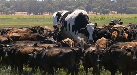 Worlds Biggest Cow Is 6ft 4in And Weighs More Than A Car And Brit