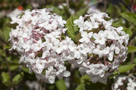 10 Best Shrubs With White Flowers