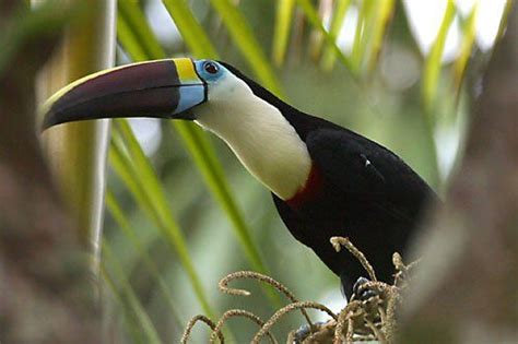 Top 10 Most Rare Rainforest Birds Rainforest Birds Birds Beautiful