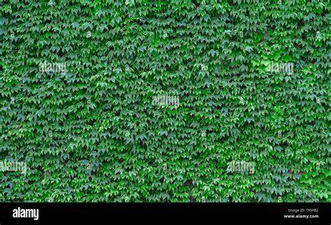 Green Ivy Wall Stock Photo Alamy