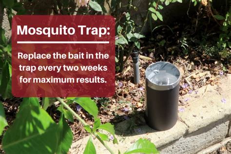 How To Make A Homemade Mosquito Trap Dengarden