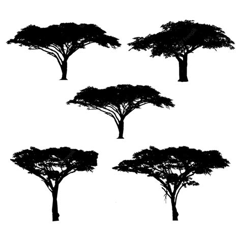 Premium Vector Acacia Tree Silhouette Australian And African Tree