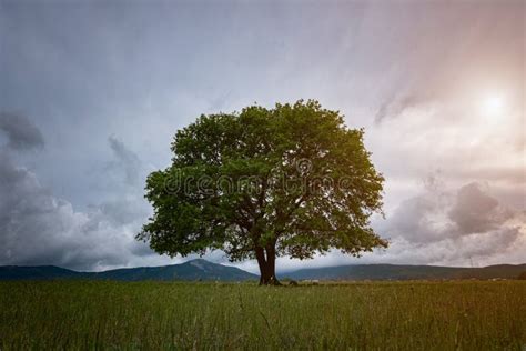 Oak Tree In Full Leaf Standing Alone In A Field In Summer Stock Photo