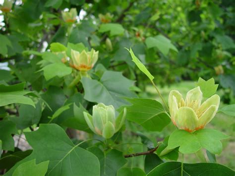 How To Plant And Grow Tulip Tree Liriondendron Tulipifera Hgtv