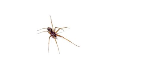 Common Spiders In Massachusetts Sciencing