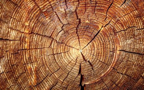 A fire can leave a scar in a tree's annual growth ring, allowing scientists to determine. Tree-rings reveal secret clocks that could reset key dates ...