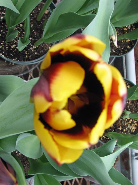 We did not find results for: Tulip | Spring Flower Show, Elizabeth Park, Hartford, CT ...