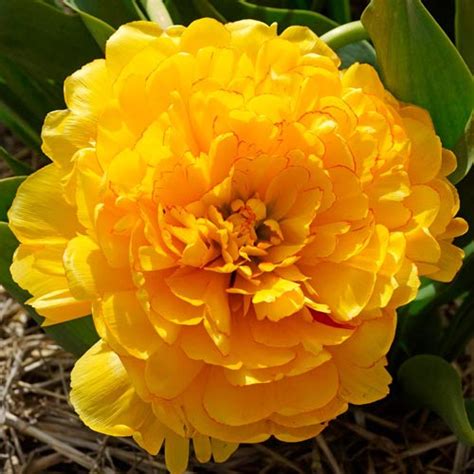 Double Peony Tulip Yellow Pomponette K Van Bourgondien