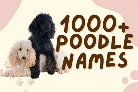 1000 Popular Poodle Names Poodlehq