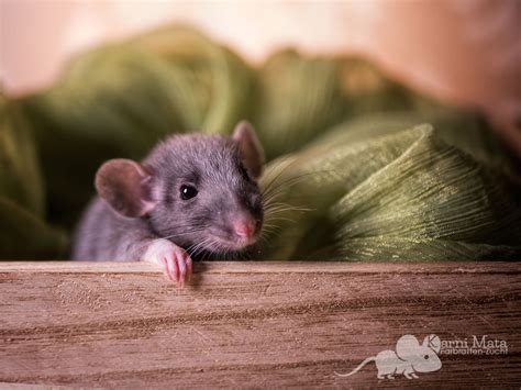 Meine ratten beim rumwuseln + neuer käfig. Silvermane, Harley, Marble Ratten Fotosession - Farbratten ...
