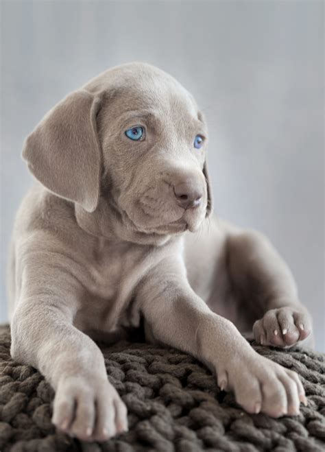 Weimaraner Temperament Lifespan Shedding Puppy