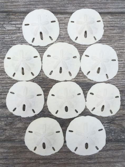 Sand Dollar Set Of 10 Real Sand Dollars 3 3 1 2 Sand Dollar Shells Michaels