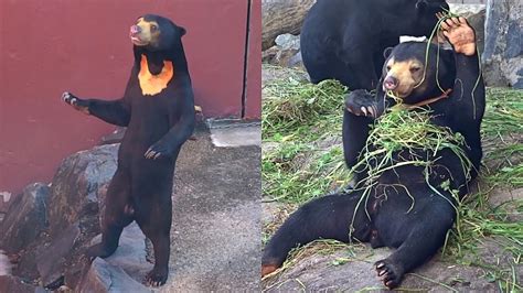 Funny Rare Sun Bear Standing Up And And Playing Youtube
