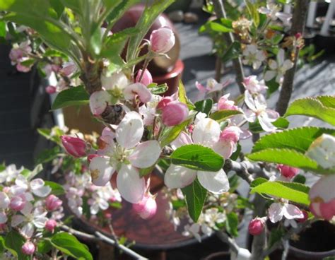 Fruit Trees Home Gardening Apple Cherry Pear Plum Late Blooming