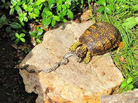 Eastern Box Turtle Facts And Pictures Reptile Fact