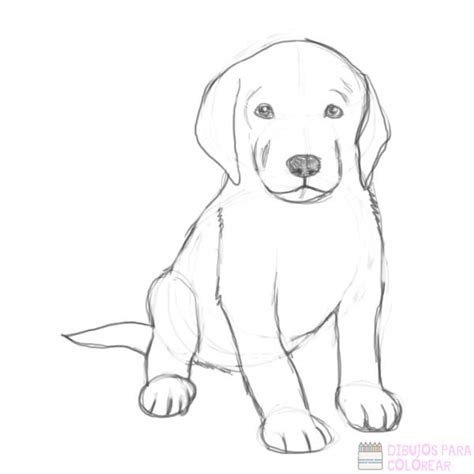 Dibujos De Cachorros Lindos Y Faciles Dibujos Para Colorear