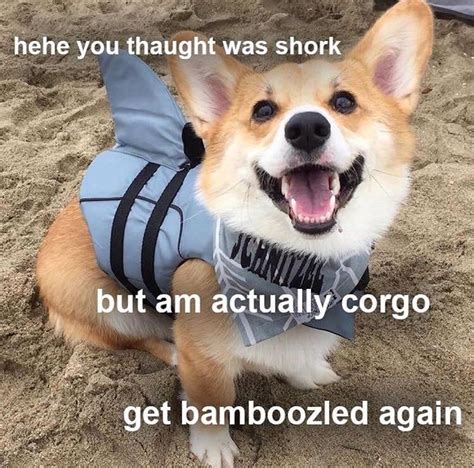 Doggo Bamboozle Corgi Memes Corgi Doggo Memes