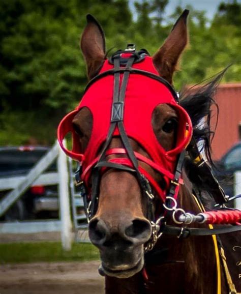 Pin By Brandy Kearns On Horses Harness Racing Standardbred Horse