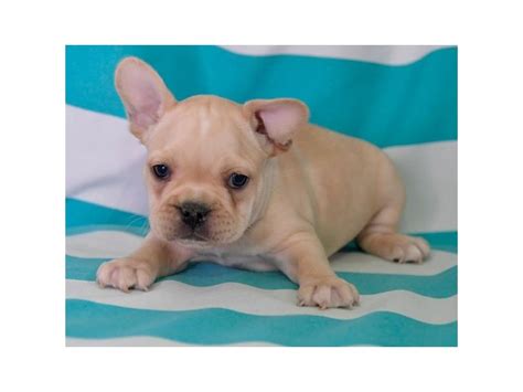 Common health problems in french bulldogs. French Bulldog-DOG-Male-Cream-2608442-The Barking Boutique