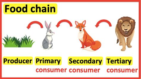 Top 199 Primary Consumers Examples Animals