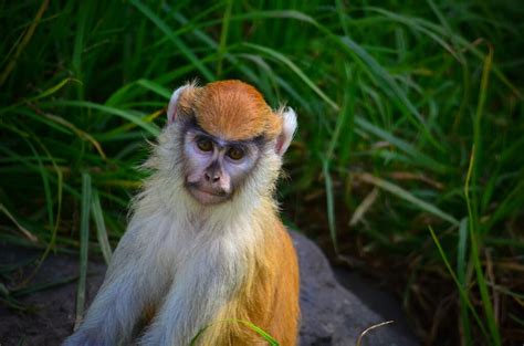 Primates Old World Patas Monkey Erythrocebus Patas Artofit