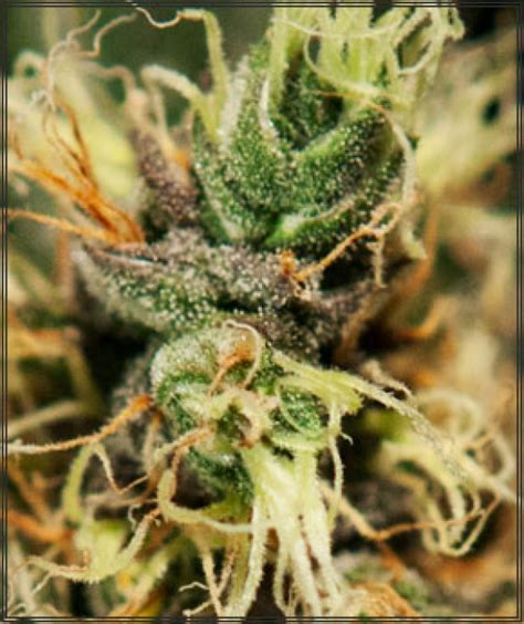 One of the strain hunters seed bank goals is to preserve the landraces that are collected by the strain hunters during their expeditions. Green House Seeds Pure Kush Feminised Cannabis Seeds For ...