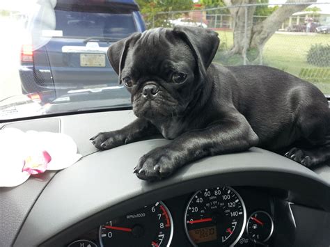 Vader The Baby Pug Finds Your Driving Habits Worrisome Cute Pugs Cute