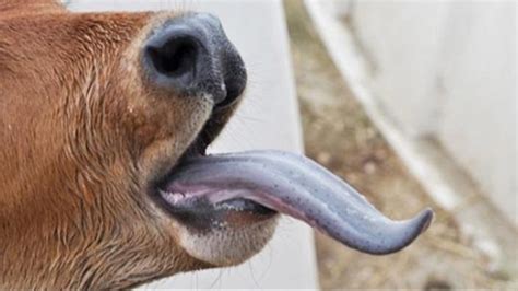 Tunisia Sfax Blue Tongue Disease Affects Livestock Tunisia News