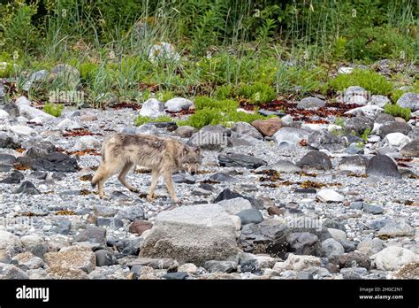 Adult Gray Wolf Canis Lupus Along The Shoreline In Glacier Bay