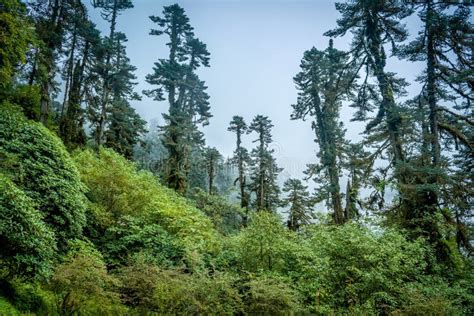 Kanchenjunga Mountain View With Bush Stock Photo Image Of Sandakphu