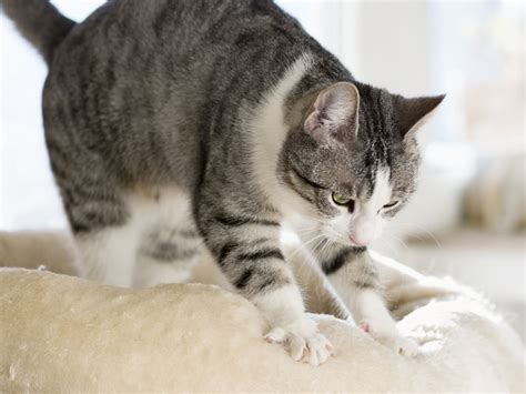 Why Do Cats Knead 5 Possible Reasons Your Cat Kneads
