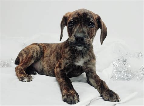 Mountain Cur History Temperament Care Training Feeding And Pictures