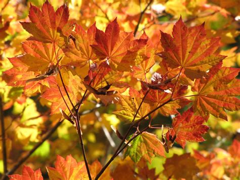 4 Types Of Maple Trees In California Progardentips