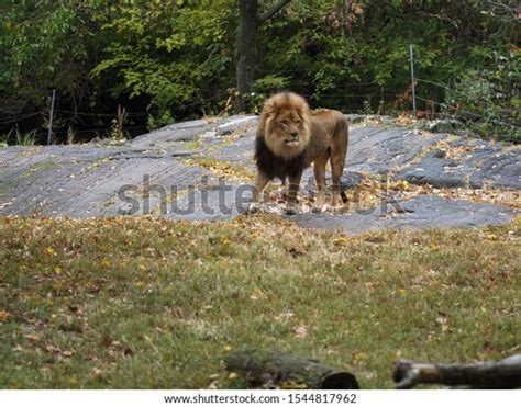 Portrait Lion Bronx Zoo Observing Habitat Stock Photo 1544817962