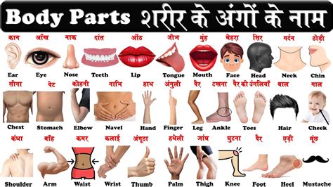 Body Parts In English And Hindi With Pdf Parts Of The Body In Hindi